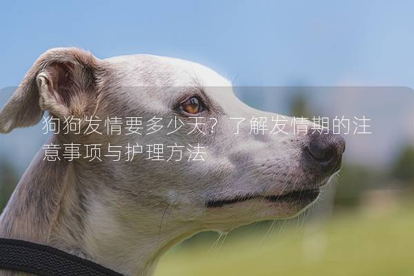 狗狗发情要多少天？了解发情期的注意事项与护理方法