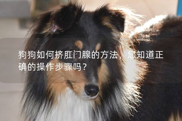 狗狗如何挤肛门腺的方法，您知道正确的操作步骤吗？