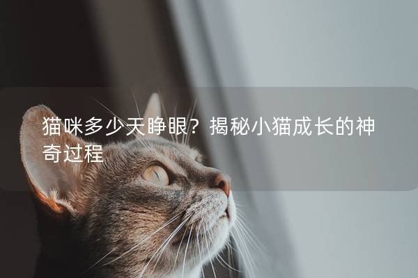 猫咪多少天睁眼？揭秘小猫成长的神奇过程