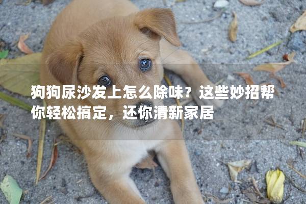 狗狗尿沙发上怎么除味？这些妙招帮你轻松搞定，还你清新家居