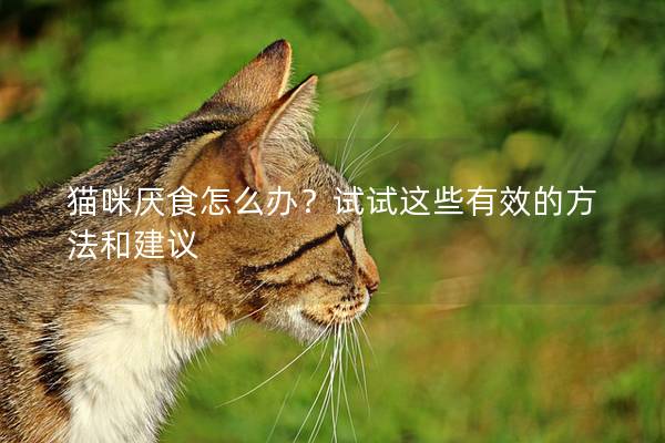 猫咪厌食怎么办？试试这些有效的方法和建议