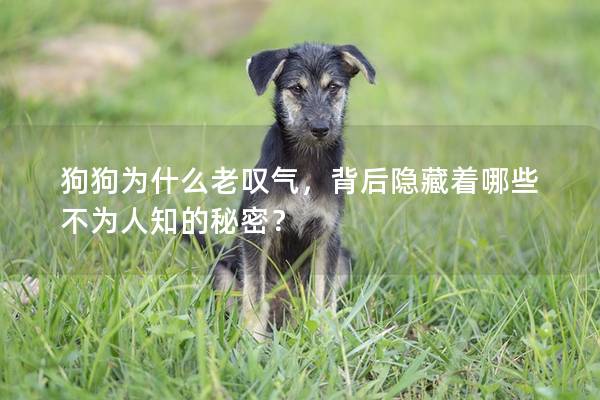 狗狗为什么老叹气，背后隐藏着哪些不为人知的秘密？