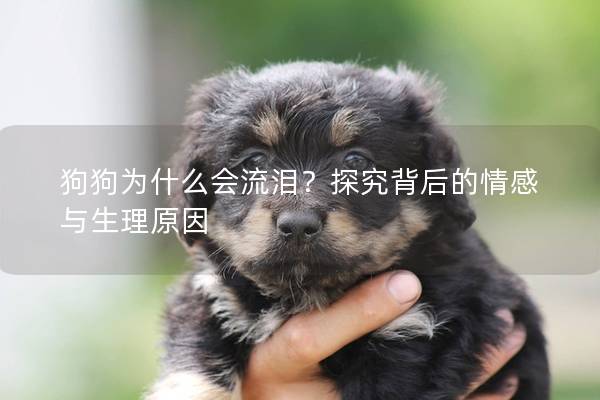 狗狗为什么会流泪?探究背后的情感与生理原因 狗狗为什么会流泪?探究背后的情感与生理原因