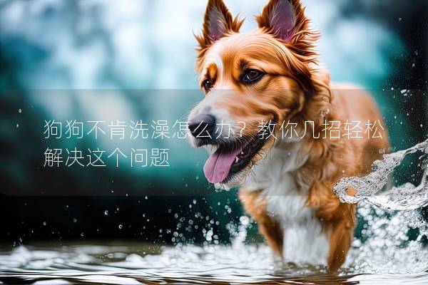 狗狗不肯洗澡怎么办？教你几招轻松解决这个问题