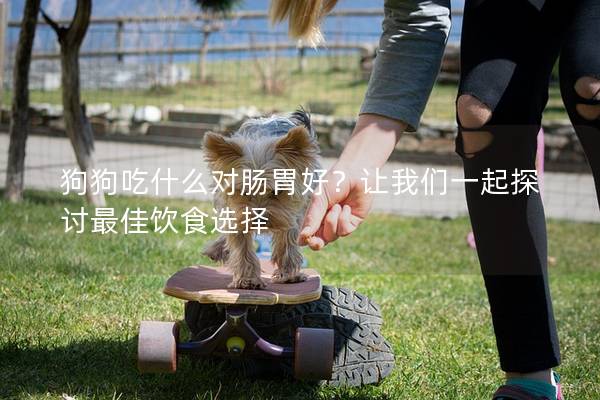 狗狗吃什么对肠胃好？让我们一起探讨最佳饮食选择