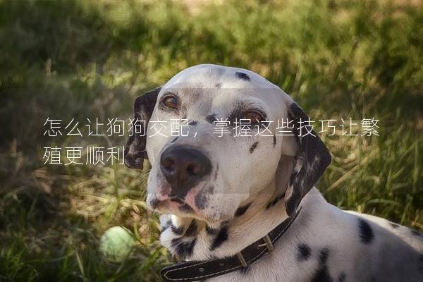 怎么让狗狗交配，掌握这些技巧让繁殖更顺利