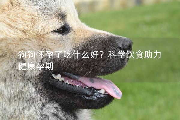 狗狗怀孕了吃什么好？科学饮食助力健康孕期