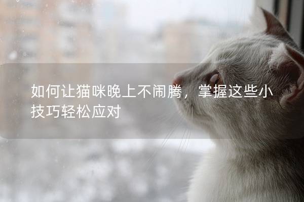 如何让猫咪晚上不闹腾，掌握这些小技巧轻松应对