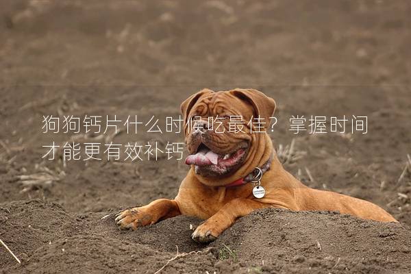 狗狗钙片什么时候吃最佳？掌握时间才能更有效补钙