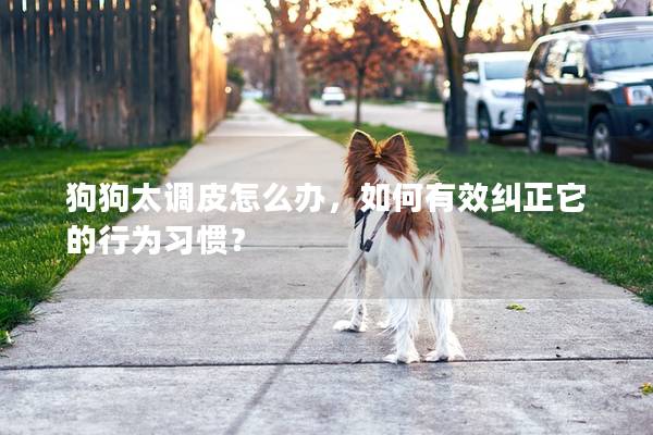狗狗太调皮怎么办，如何有效纠正它的行为习惯？