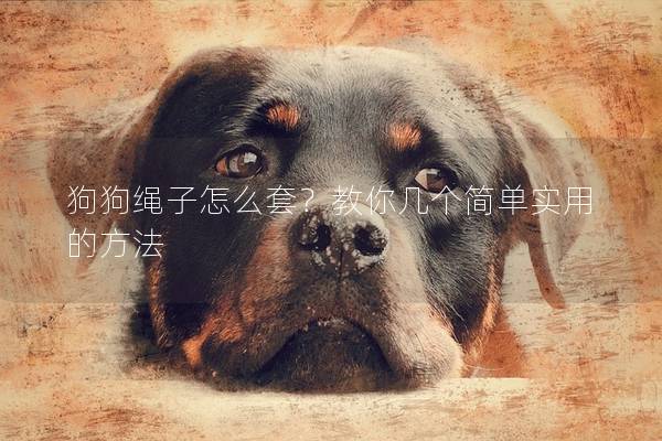 狗狗绳子怎么套？教你几个简单实用的方法