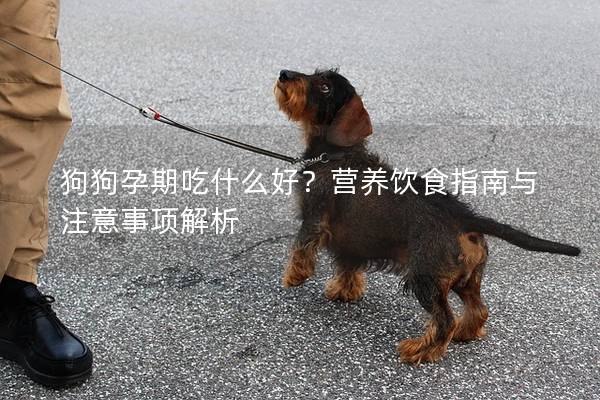 狗狗孕期吃什么好？营养饮食指南与注意事项解析