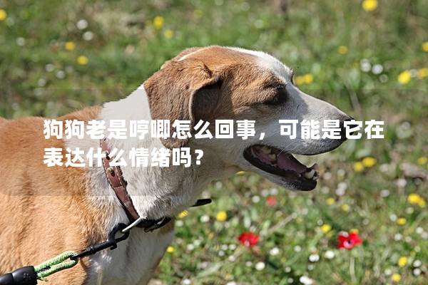 狗狗老是哼唧怎么回事，可能是它在表达什么情绪吗？