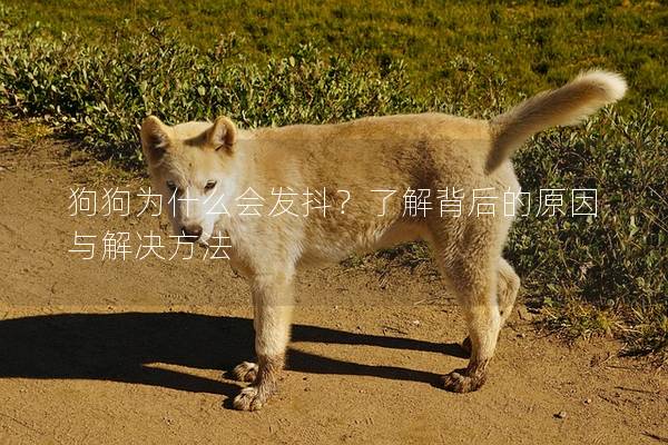 狗狗为什么会发抖？了解背后的原因与解决方法