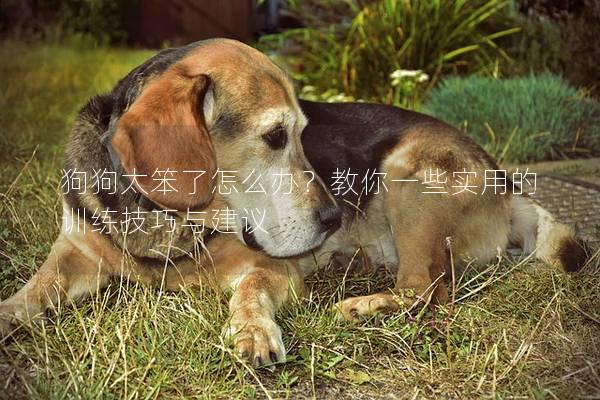 狗狗太笨了怎么办？教你一些实用的训练技巧与建议