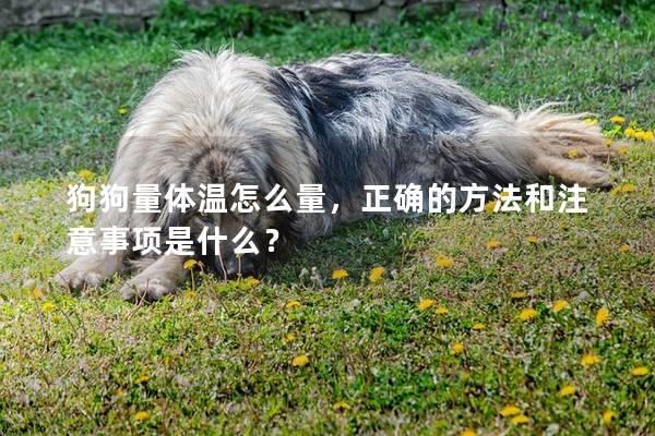 狗狗量体温怎么量,正确的方法和注意事项是什么? 狗狗量体温怎么量,正确的方法和注意事项是什么?