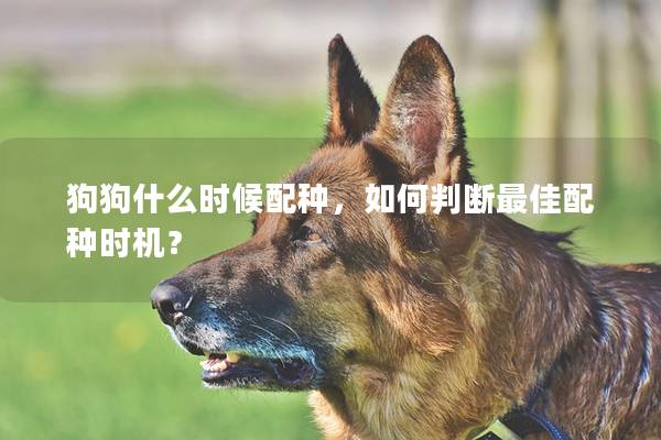 狗狗什么时候配种，如何判断最佳配种时机？