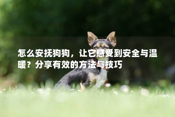 怎么安抚狗狗，让它感受到安全与温暖？分享有效的方法与技巧