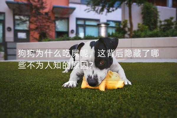 狗狗为什么吃屎呢，这背后隐藏了哪些不为人知的原因？