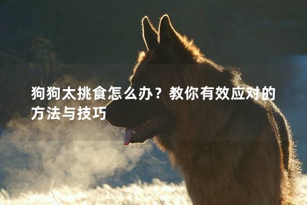 狗狗太挑食怎么办？教你有效应对的方法与技巧