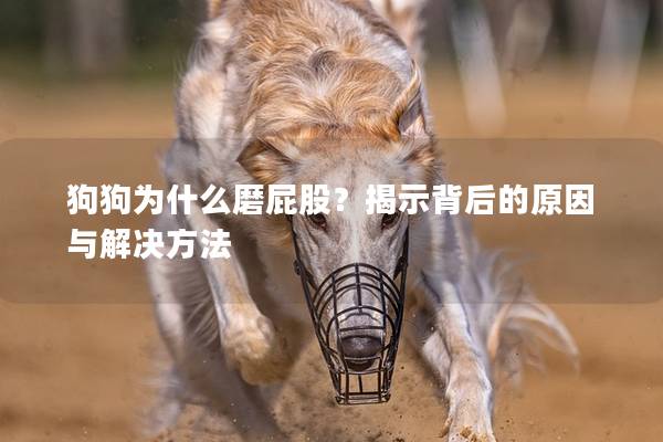 狗狗为什么磨屁股？揭示背后的原因与解决方法
