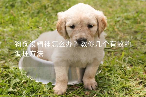 狗狗没精神怎么办？教你几个有效的调理方法