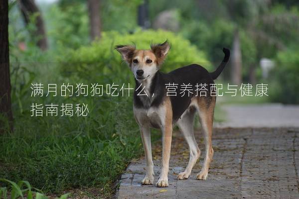 满月的狗狗吃什么，营养搭配与健康指南揭秘