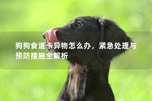 狗狗食道卡异物怎么办，紧急处理与预防措施全解析