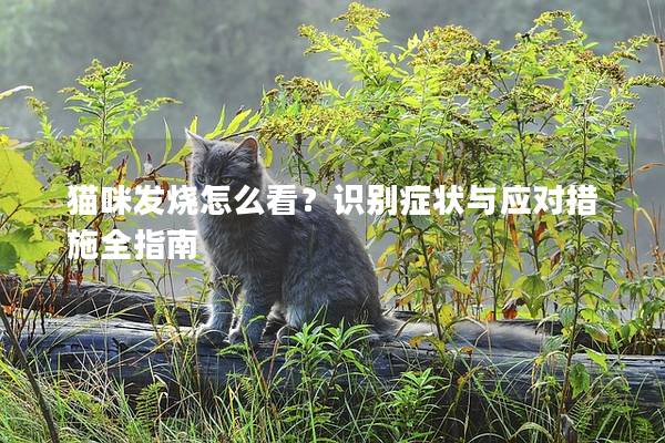 猫咪发烧怎么看？识别症状与应对措施全指南
