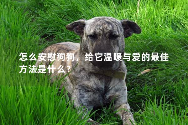 怎么安慰狗狗,给它温暖与爱的最佳方法是什么? 怎么安慰狗狗,给它温暖与爱的最佳方法是什么?