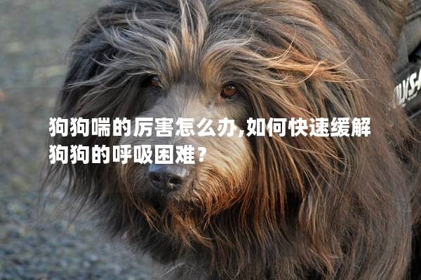 狗狗喘的厉害怎么办,如何快速缓解狗狗的呼吸困难？