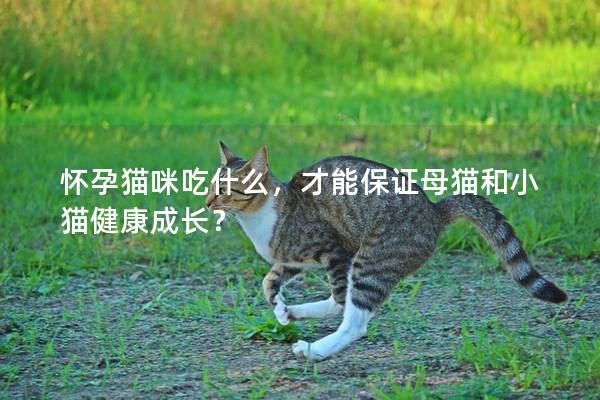 怀孕猫咪吃什么，才能保证母猫和小猫健康成长？