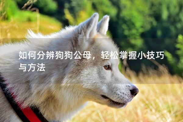 如何分辨狗狗公母,轻松掌握小技巧与方法 如何分辨狗狗公母,轻松掌握小技巧与方法