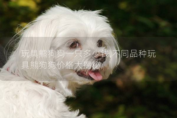 玩具熊狗狗一只多少钱,不同品种玩具熊狗狗价格大揭秘