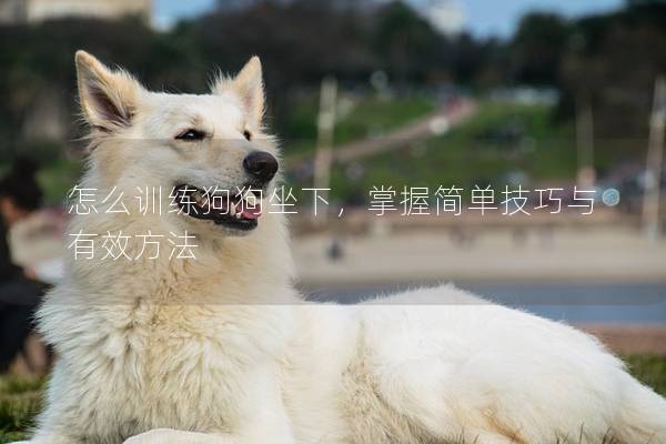 怎么训练狗狗坐下，掌握简单技巧与有效方法