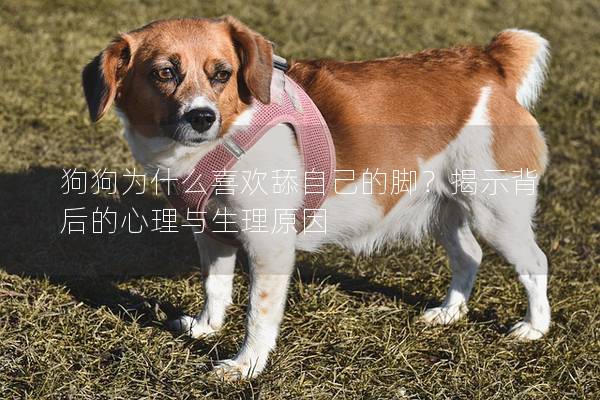 狗狗为什么喜欢舔自己的脚？揭示背后的心理与生理原因