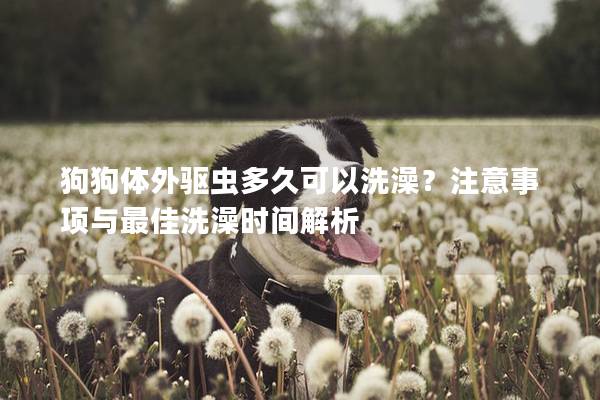 狗狗体外驱虫多久可以洗澡？注意事项与最佳洗澡时间解析
