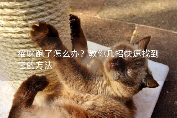 猫咪跑了怎么办？教你几招快速找到它的方法