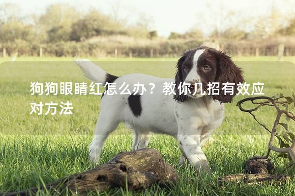 狗狗眼睛红怎么办？教你几招有效应对方法