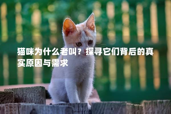 猫咪为什么老叫？探寻它们背后的真实原因与需求