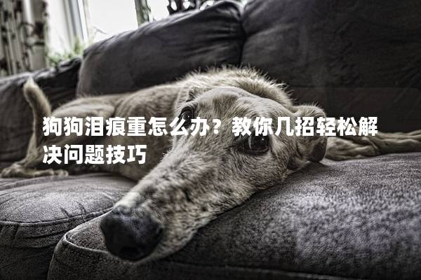狗狗泪痕重怎么办？教你几招轻松解决问题技巧
