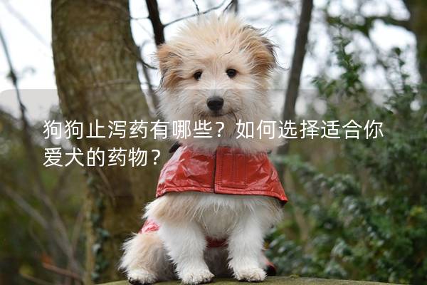 狗狗止泻药有哪些？如何选择适合你爱犬的药物？