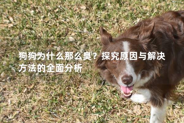 狗狗为什么那么臭？探究原因与解决方法的全面分析