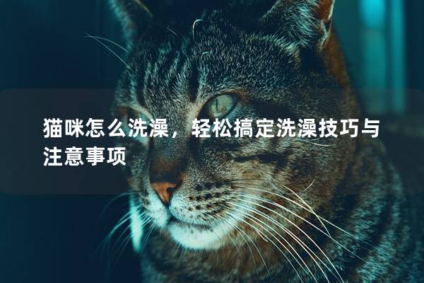 猫咪怎么洗澡，轻松搞定洗澡技巧与注意事项