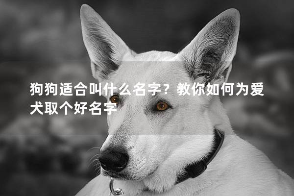狗狗适合叫什么名字?教你如何为爱犬取个好名字 狗狗适合叫什么名字?教你如何为爱犬取个好名字