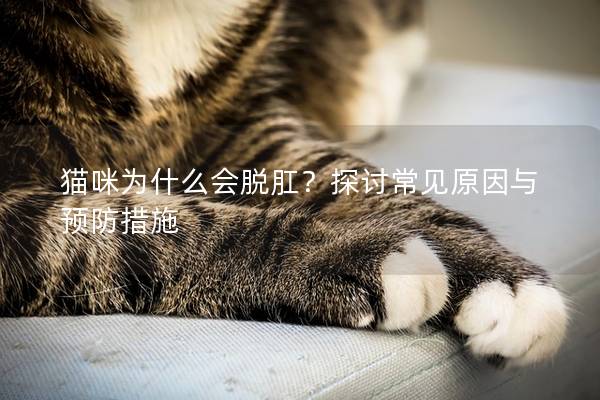 猫咪为什么会脱肛？探讨常见原因与预防措施