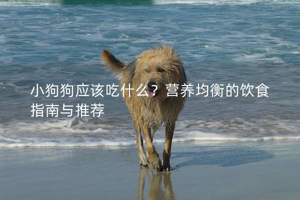 小狗狗应该吃什么？营养均衡的饮食指南与推荐