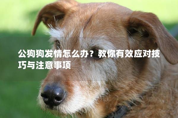 公狗狗发情怎么办？教你有效应对技巧与注意事项