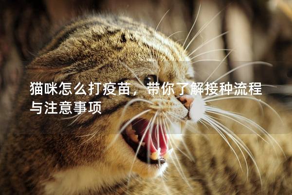 猫咪怎么打疫苗，带你了解接种流程与注意事项