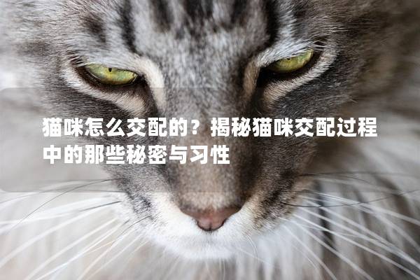 猫咪怎么交配的？揭秘猫咪交配过程中的那些秘密与习性